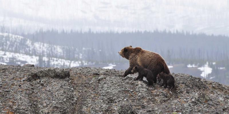 从延世大学视角探索韩屋的现代复兴：沉浸式韩国文化体验设计新范式