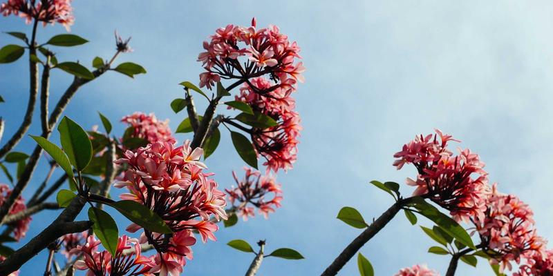 掌握韩流核心：延世大学韩语课程与韩国留学全攻略