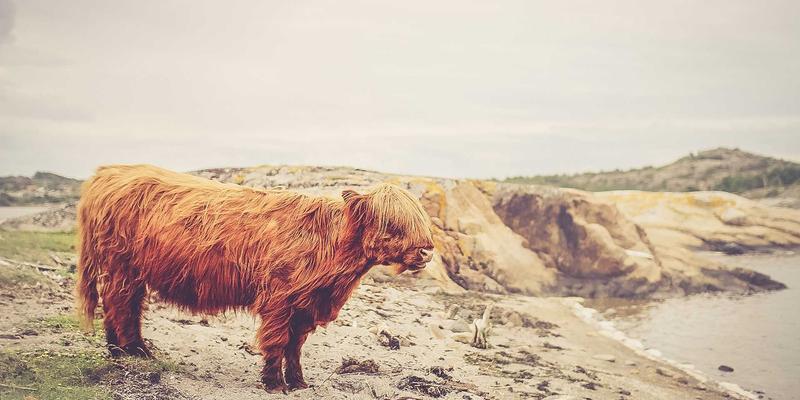 超越韩流：深度解析韩国文化趋势与延世大学的文化体验核心